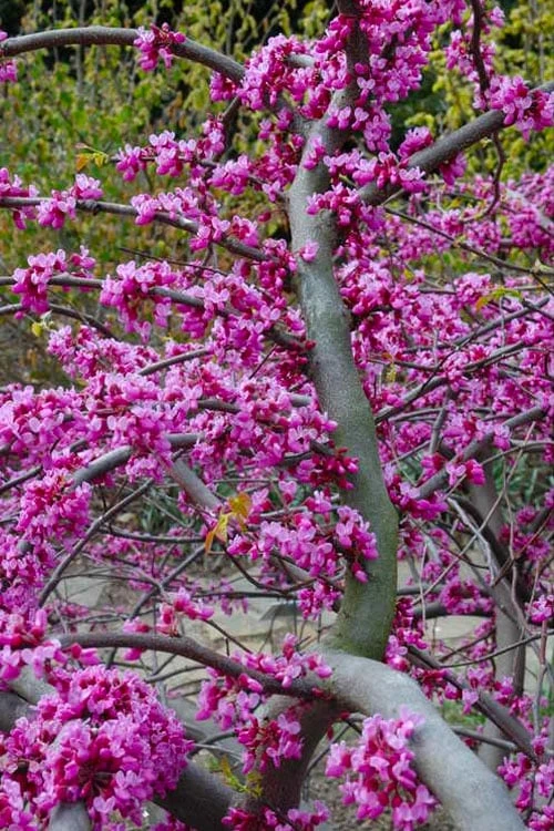 Traveller Weeping Redbud Tree - 7 Gallon Pot 6 Traveller Weeping Redbud Tree - 7 Gallon Pot - Image 6