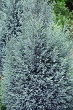 Blue Surprise Lawson Cypress (Chamaecyparis Lawsoniana) - 2 Gallon Pot -Wilson Bros Gardens Plant Sales Store chamaecyparis lawsoniana blue surprise lawson cypress 11