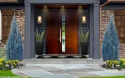 Blue Surprise Lawson Cypress (Chamaecyparis Lawsoniana) - 2 Gallon Pot -Wilson Bros Gardens Plant Sales Store chamaecyparis lawsoniana blue surprise lawson cypress 12