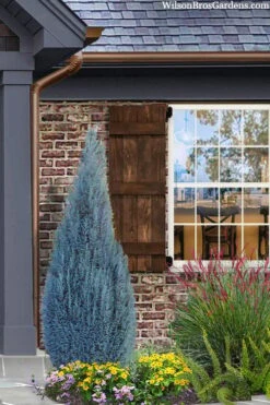 Blue Surprise Lawson Cypress (Chamaecyparis Lawsoniana) - 2 Gallon Pot