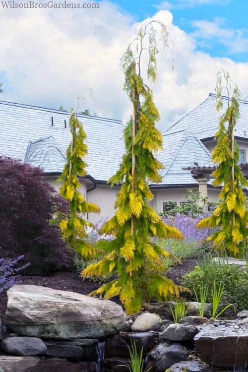 Filip's Golden Tears Lawson Cypress - 1 Gallon Pot 1 Filip's Golden Tears Lawson Cypress - 1 Gallon Pot