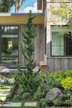 Wissel's Saguaro Lawson Cypress - 3 Gallon Pot