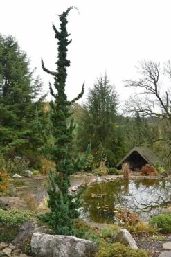 Wissel's Saguaro Lawson Cypress - 3 Gallon Pot 8 Wissel's Saguaro Lawson Cypress - 3 Gallon Pot -Wilson Bros Gardens Plant Sales Store chamaecyparis lawsoniani wissels saguaro cypress 4