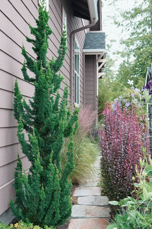 Wissel's Saguaro Lawson Cypress - 5 Gallon Pot 5 Wissel's Saguaro Lawson Cypress - 5 Gallon Pot - Image 5