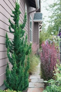 Wissel's Saguaro Lawson Cypress - 3 Gallon Pot 9 Wissel's Saguaro Lawson Cypress - 3 Gallon Pot -Wilson Bros Gardens Plant Sales Store chamaecyparis lawsoniani wissels saguaro cypress 5