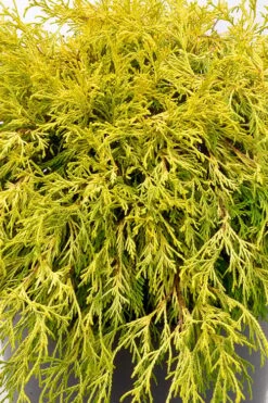 Gold Mop Threadleaf Cypress Tree (Standard Topiary) - 5 Gallon Pot -Wilson Bros Gardens Plant Sales Store chamaecyparis pisifera gold mop single trunk topiary tree 2