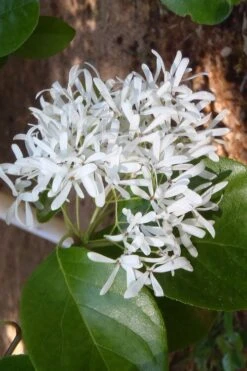 Tokyo Tower Chinese Fringe Tree (Chionanthus Retusus) - 7 Gallon Pot (6-7') 11 Tokyo Tower Chinese Fringe Tree (Chionanthus Retusus) - 7 Gallon Pot (6-7') -Wilson Bros Gardens Plant Sales Store chionanthus retusus tokyo tower chinese fringe tree 4