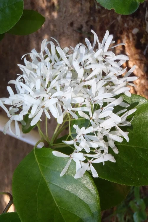 Tokyo Tower Chinese Fringe Tree (Chionanthus Retusus) - 7 Gallon Pot (6-7') 4 Tokyo Tower Chinese Fringe Tree (Chionanthus Retusus) - 7 Gallon Pot (6-7') - Image 4