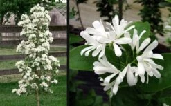 Tokyo Tower Chinese Fringe Tree (Chionanthus Retusus) - 7 Gallon Pot (4-5') 12 Tokyo Tower Chinese Fringe Tree (Chionanthus Retusus) - 7 Gallon Pot (4-5') -Wilson Bros Gardens Plant Sales Store chionanthus retusus tokyo tower chinese fringe tree 6 2