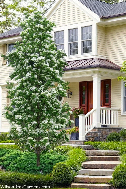 Tokyo Tower Chinese Fringe Tree (Chionanthus Retusus) - 7 Gallon Pot (6-7') 1 Tokyo Tower Chinese Fringe Tree (Chionanthus Retusus) - 7 Gallon Pot (6-7')