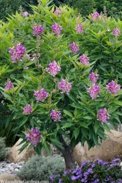 El Nino Desert Orchid (Chitalpa) - 3 Gallon Pot 11 El Nino Desert Orchid (Chitalpa) - 3 Gallon Pot -Wilson Bros Gardens Plant Sales Store chitalpa el nino desert orchid 10