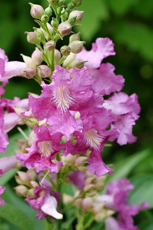 El Nino Desert Orchid (Chitalpa) - 3 Gallon Pot 5 El Nino Desert Orchid (Chitalpa) - 3 Gallon Pot - Image 5