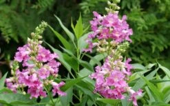 El Nino Desert Orchid (Chitalpa) - 3 Gallon Pot 15 El Nino Desert Orchid (Chitalpa) - 3 Gallon Pot -Wilson Bros Gardens Plant Sales Store chitalpa el nino desert orchid 3