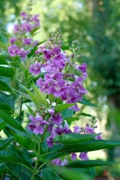 El Nino Desert Orchid (Chitalpa) - 3 Gallon Pot 14 El Nino Desert Orchid (Chitalpa) - 3 Gallon Pot -Wilson Bros Gardens Plant Sales Store chitalpa el nino desert orchid 6