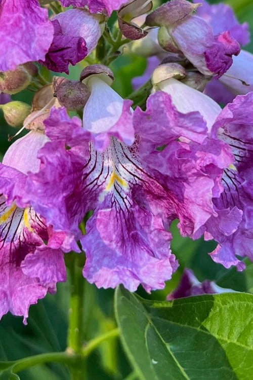 El Nino Desert Orchid (Chitalpa) - 3 Gallon Pot 1 El Nino Desert Orchid (Chitalpa) - 3 Gallon Pot