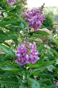 El Nino Desert Orchid (Chitalpa) - 3 Gallon Pot 13 El Nino Desert Orchid (Chitalpa) - 3 Gallon Pot -Wilson Bros Gardens Plant Sales Store chitalpa el nino desert orchid 8