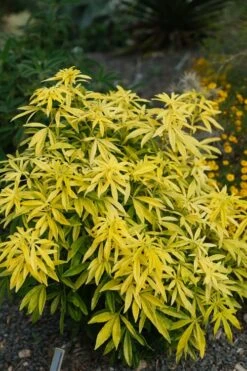 Goldfingers Mexican Orange Blossom (Choisya) - 1 Gallon Pot -Wilson Bros Gardens Plant Sales Store choisya ternata goldfinger mexican orange blossom 7