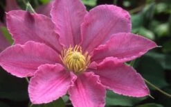 Abilene Clematis - 1 Gallon Pot -Wilson Bros Gardens Plant Sales Store clematis abilene 12