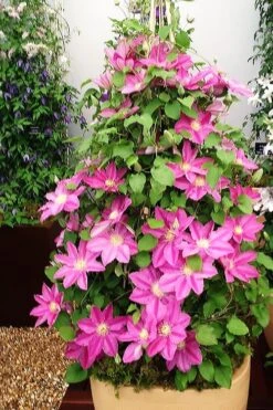 Abilene Clematis - 1 Gallon Pot -Wilson Bros Gardens Plant Sales Store clematis abilene 13