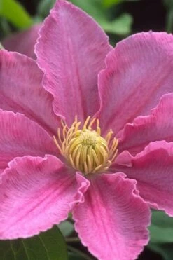 Abilene Clematis - 1 Gallon Pot -Wilson Bros Gardens Plant Sales Store clematis abilene 500x750 1