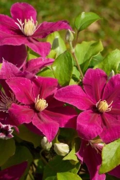 Acropolis Clematis - 1 Gallon Pot -Wilson Bros Gardens Plant Sales Store clematis acropolis 5