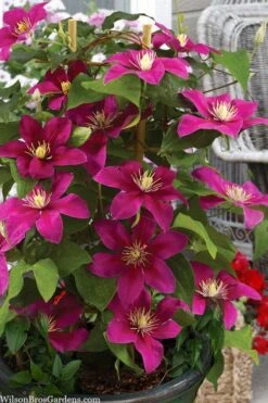 Acropolis Clematis - 1 Gallon Pot -Wilson Bros Gardens Plant Sales Store clematis acropolis 7