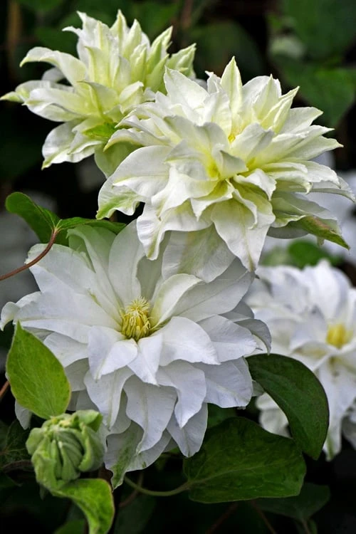 Arctic Queen Clematis - 1 Gallon Pot 1 Arctic Queen Clematis - 1 Gallon Pot