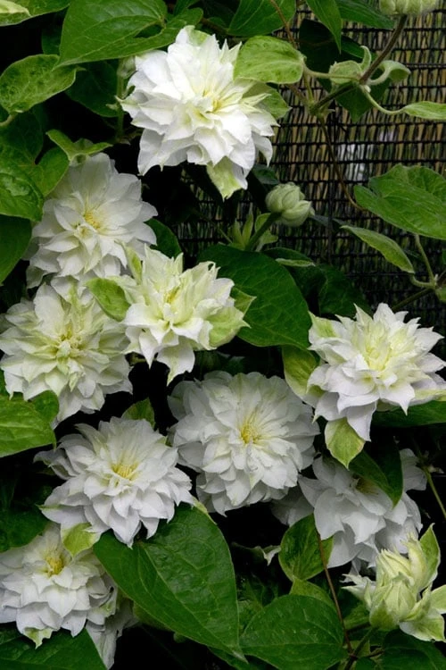 Arctic Queen Clematis - 1 Gallon Pot 4 Arctic Queen Clematis - 1 Gallon Pot - Image 4