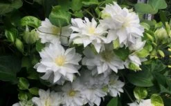 Arctic Queen Clematis - 1 Gallon Pot 14 Arctic Queen Clematis - 1 Gallon Pot -Wilson Bros Gardens Plant Sales Store clematis arctic queen 5