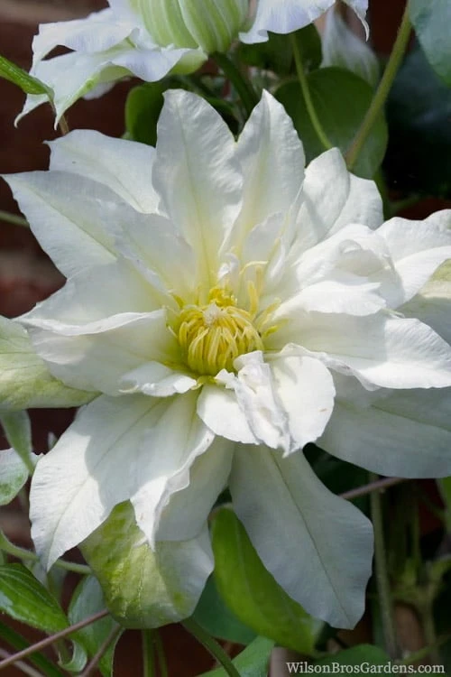 Arctic Queen Clematis - 1 Gallon Pot 8 Arctic Queen Clematis - 1 Gallon Pot - Image 8