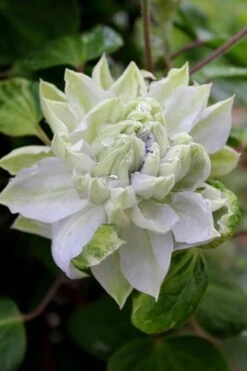 Arctic Queen Clematis - 1 Gallon Pot 12 Arctic Queen Clematis - 1 Gallon Pot -Wilson Bros Gardens Plant Sales Store clematis arctic queen 9