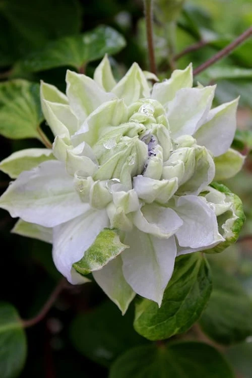 Arctic Queen Clematis - 1 Gallon Pot 5 Arctic Queen Clematis - 1 Gallon Pot - Image 5