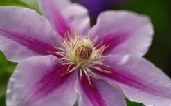 Bees Jubilee Clematis - 1 Gallon Pot -Wilson Bros Gardens Plant Sales Store clematis bees jubilee 10