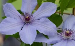 Bernadine Clematis - 1 Gallon Pot -Wilson Bros Gardens Plant Sales Store clematis bernadine 1