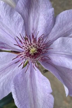 Bernadine Clematis - 1 Gallon Pot -Wilson Bros Gardens Plant Sales Store clematis bernadine 8