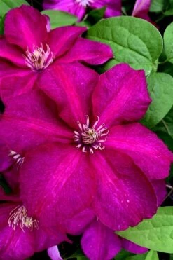 Cardinal Wyszynski Clematis - 1 Gallon Pot -Wilson Bros Gardens Plant Sales Store clematis cardinal wyszynski 11