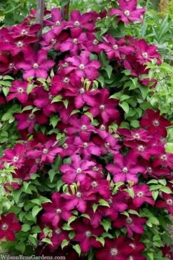 Cardinal Wyszynski Clematis - 1 Gallon Pot -Wilson Bros Gardens Plant Sales Store clematis cardinal wyszynski 7