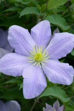 Chelsea Clematis - 1 Gallon Pot -Wilson Bros Gardens Plant Sales Store clematis chelsea 1