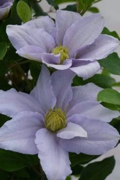 Chelsea Clematis - 1 Gallon Pot -Wilson Bros Gardens Plant Sales Store clematis chelsea 3