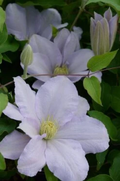 Chelsea Clematis - 1 Gallon Pot -Wilson Bros Gardens Plant Sales Store clematis chelsea 4