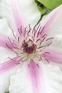 Corinne Clematis - 1 Gallon Pot 11 Corinne Clematis - 1 Gallon Pot -Wilson Bros Gardens Plant Sales Store clematis corinne 15