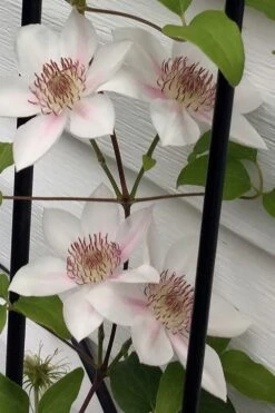 Corinne Clematis - 1 Gallon Pot 14 Corinne Clematis - 1 Gallon Pot -Wilson Bros Gardens Plant Sales Store clematis corinne 17