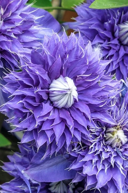 Diamantina Clematis - 1 Gallon Pot 1 Diamantina Clematis - 1 Gallon Pot