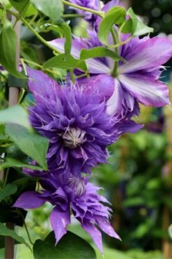 Diamantina Clematis - 1 Gallon Pot 8 Diamantina Clematis - 1 Gallon Pot -Wilson Bros Gardens Plant Sales Store clematis diamantina 1
