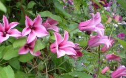 Duchess Of Albany Clematis - 1 Gallon Pot -Wilson Bros Gardens Plant Sales Store clematis duchess of albany 5