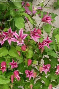 Duchess Of Albany Clematis - 1 Gallon Pot -Wilson Bros Gardens Plant Sales Store clematis duchess of albany 7