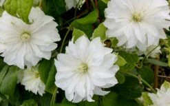 Duchess Of Edinburgh Clematis - 2 Gallon Pot -Wilson Bros Gardens Plant Sales Store clematis duschess of edinburgh 3