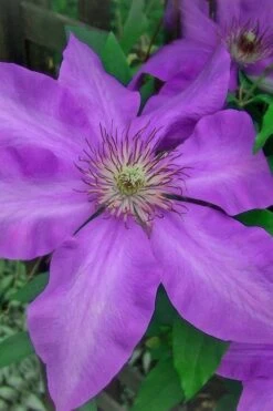 Elsa Spath Clematis - 1 Gallon Pot -Wilson Bros Gardens Plant Sales Store clematis elsa spath 7