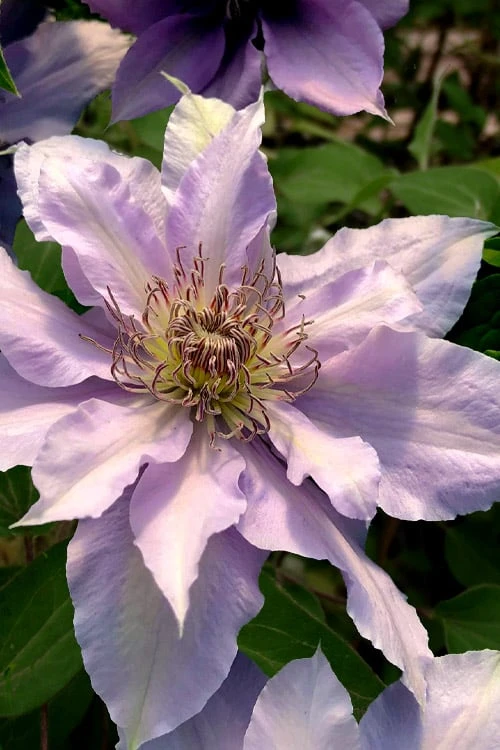 Filigree Clematis - 1 Gallon Pot 1 Filigree Clematis - 1 Gallon Pot