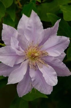 Filigree Clematis - 1 Gallon Pot 13 Filigree Clematis - 1 Gallon Pot -Wilson Bros Gardens Plant Sales Store clematis filigree 4